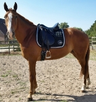 Eskadron / Platinum 2012