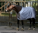 Eskadron / Platinum 2013