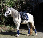 Eskadron / Platinum 2013