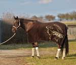 Eskadron / Platinum 2014