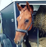 Eskadron / Platinum 2015