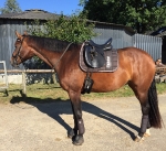 Eskadron / Platinum 2016