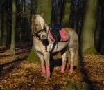 Eskadron / Platinum 2016