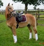 Eskadron / Platinum 2017