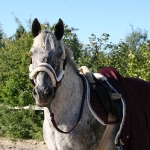 Eskadron / Platinum 2017