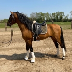 Eskadron / Platinum 2019