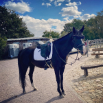 Eskadron / Platinum Pure 2019