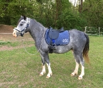 Eskadron / Jugend Marine-Royalblau-Creme