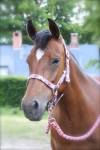 Harry's Horse / Concours Fleuris Silber