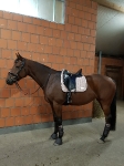 Harry's Horse / Flextrainer Weiß 