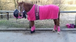 Harry's Horse / Paradedecke SU 14 Pink