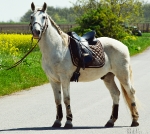 Lauria Garrelli / Majestic