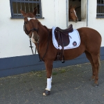 Lauria Garrelli / Polo Classic White