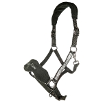 Cavallino Marino / Arctic