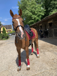 KENTUCKY / Saddle Pad Velvet Dressage Bordeaux 