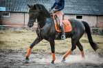 KENTUCKY Horsewear / Velvet Dressage Orange