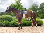 KENTUCKY Horsewear / Pied de Poule Braun 