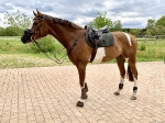KENTUCKY Horsewear  Color Edition Leather Dressage Olive 