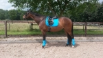 Showmaster / EcoStar Saphir