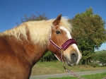 Loesdau / I love my horse Bordeaux