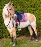 RidersDeal / Dressurgamaschen Premium Braun