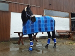 RidersDeal / Softgamaschen Royalblau
