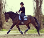 Spooks / Diagonal Ultramarine-Navy