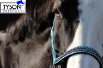 Tyson's Breeches / Halfter