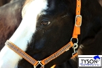 Tyson's Breeches / Halfter