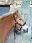 Busse / Everline / Horse II