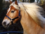 Harry's Horse / Lack & Diamond