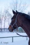 Harry's Horse / Supreme Braun