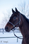 Harry's Horse / Supreme Braun