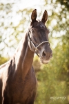Showmaster / Clincher