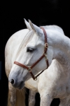 Loesdau / Exquisite