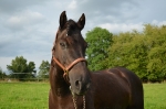 Loesdau / Exquisite 