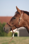 Loesdau / Exquisite 