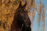 Magic Tack