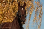 Magic Tack
