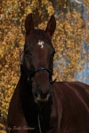 Magic Tack