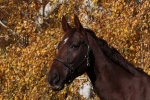 Magic Tack