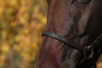 Magic Tack