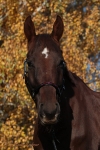 Magic Tack