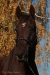 Magic Tack