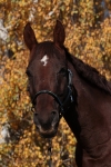 Magic Tack