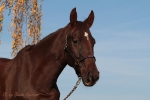 Magic Tack