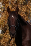 Magic Tack
