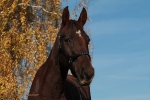 Magic Tack