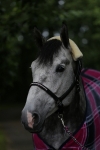 Magic Tack / Lederhalfter Mixed 