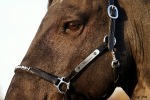 Magic Tack / Lederhalfter Mixed 